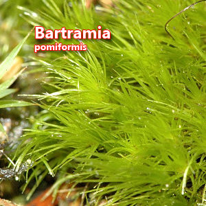 Bartramia pomiformis